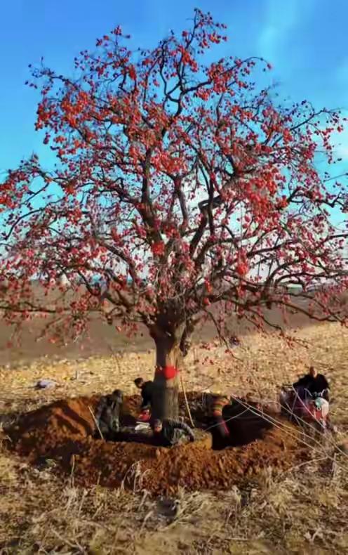这是一条横跨千里、利润能翻百倍的老树移植产业链。产业链的一端是陕西黄土高原的乡村