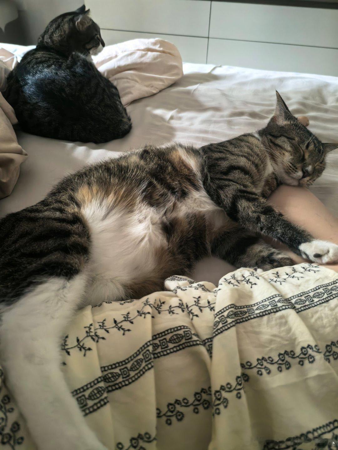 一些小猫咪，睡觉就爱枕着妈妈的jio（ps:我这个睡裤9.9直播间买的，我感觉超