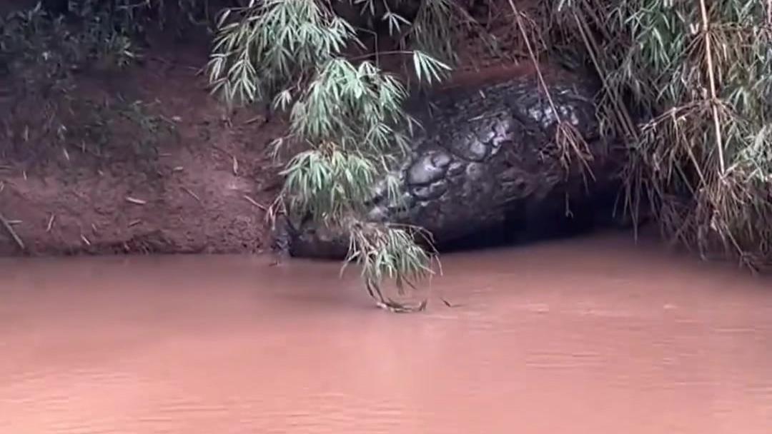 震撼！神秘生物‘大蚺成蛟，大蛟成龙’引热议，网友热议人工造还是石化？