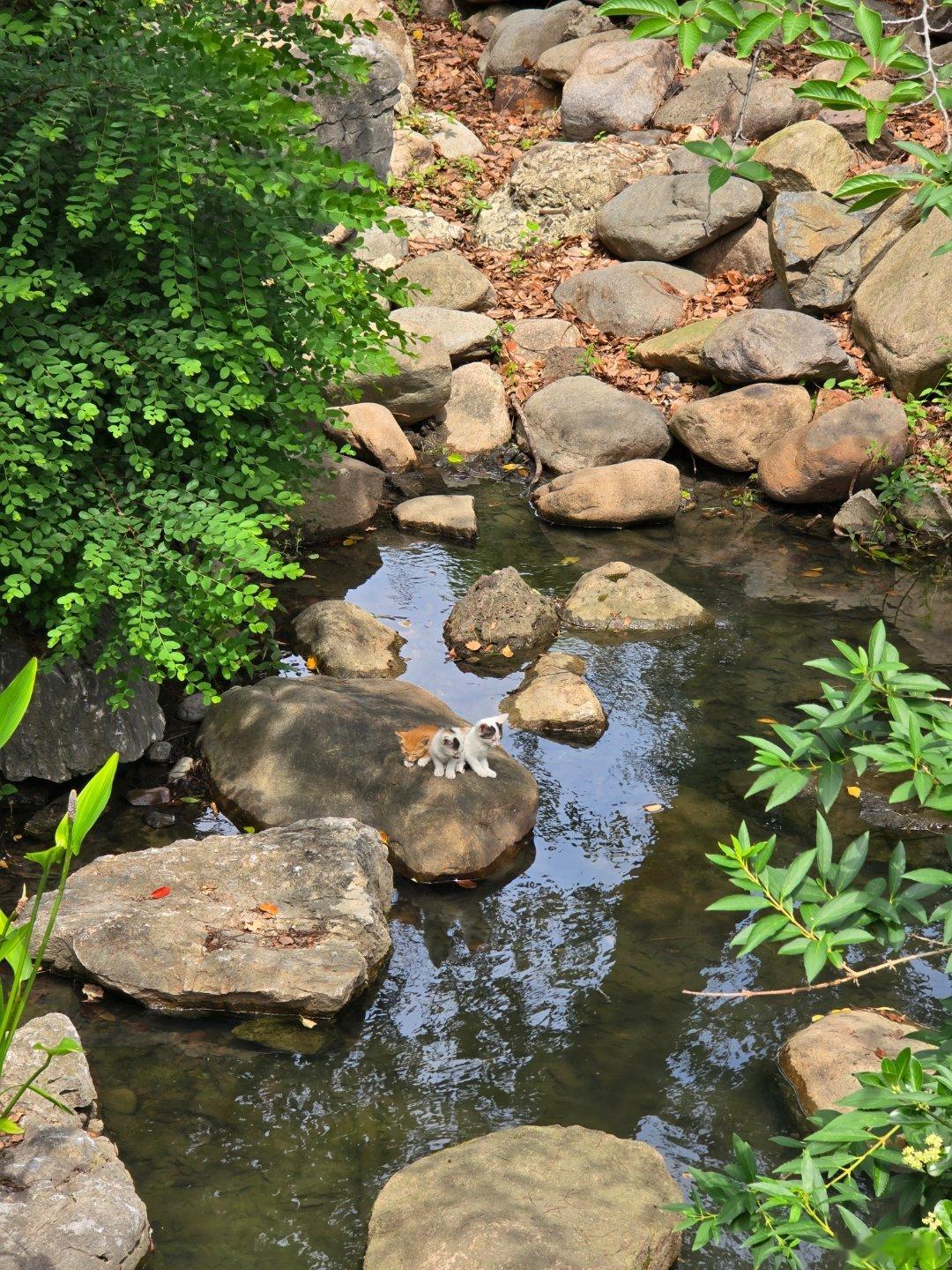 今天拍到的小猫