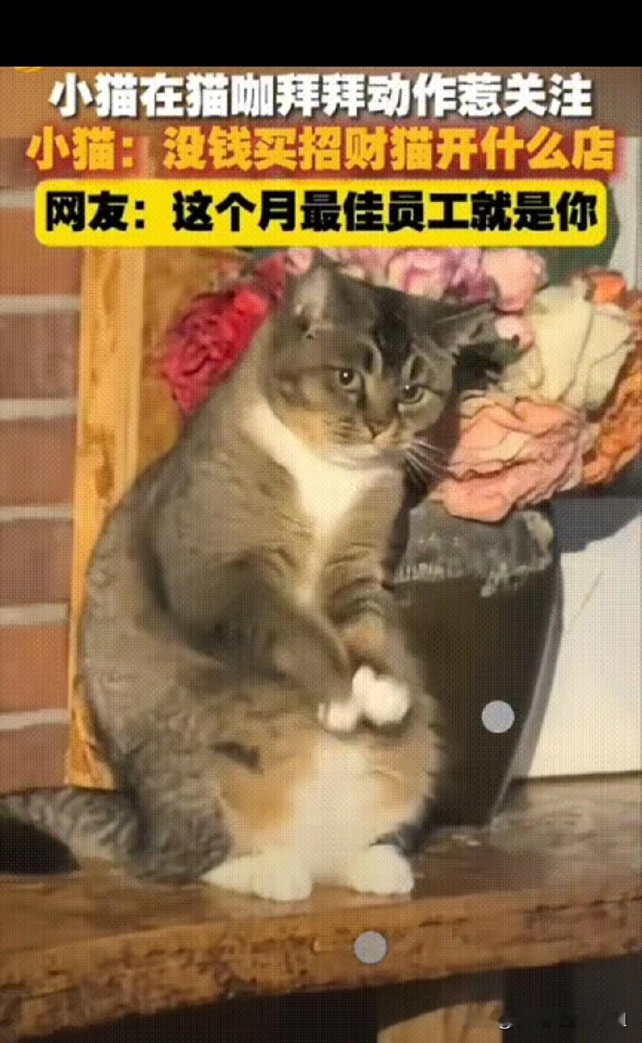 真是笑不活了！山东青岛一家猫咖，老板本来觉得店里全是小猫咪，就没特意准备招财猫摆