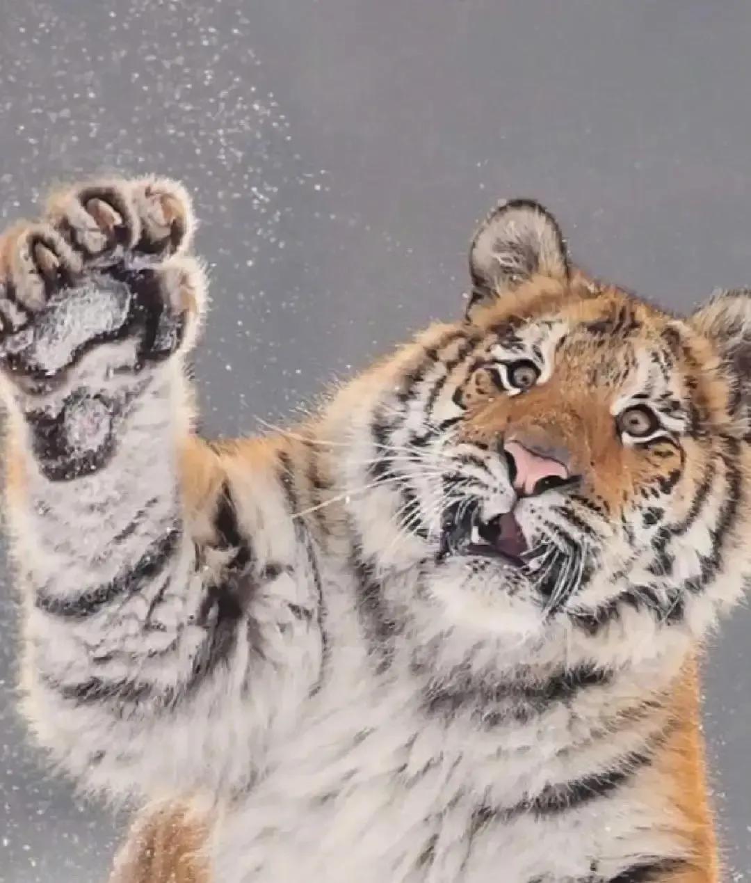 吉林延边汪清县，刘姐开着挖掘机清路，灌木里突然晃出一只成年东北虎，距离也就十几米