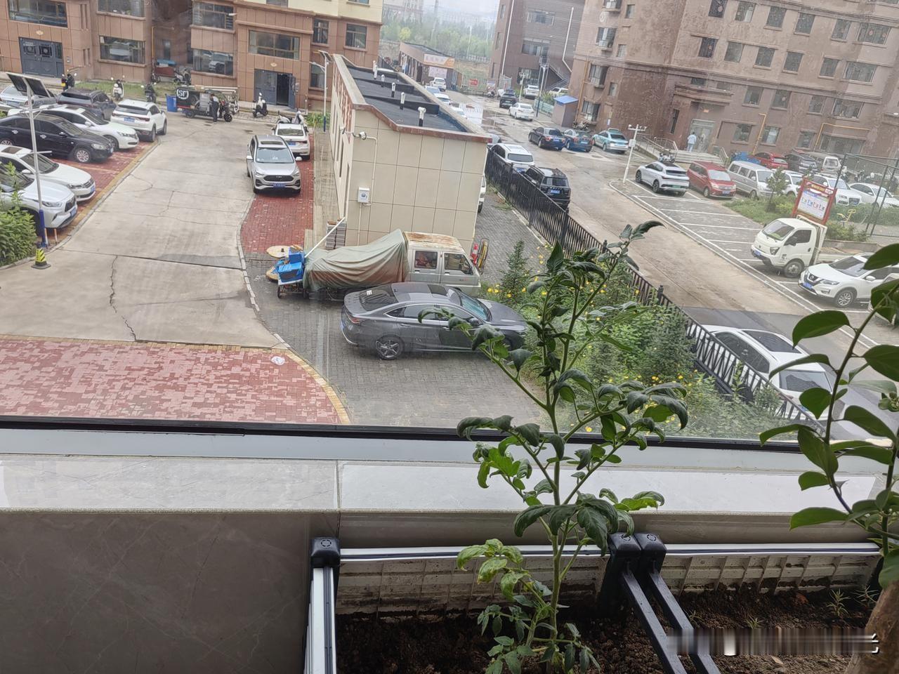 今年正月里，土豆发芽了，我把整个土豆种在花盆里，现在己有7个月的时间，不知花盆里