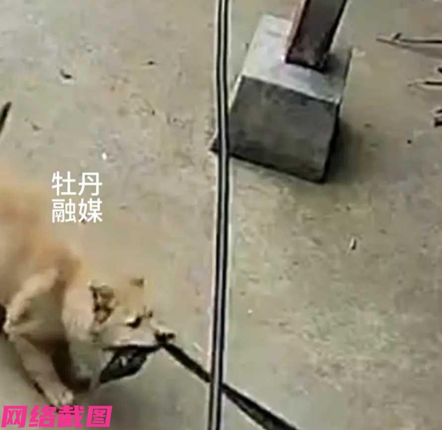 云南有男子家狗狗没有听话，为此男子在早上还揍了它一次。只是让男子没有想到狗狗