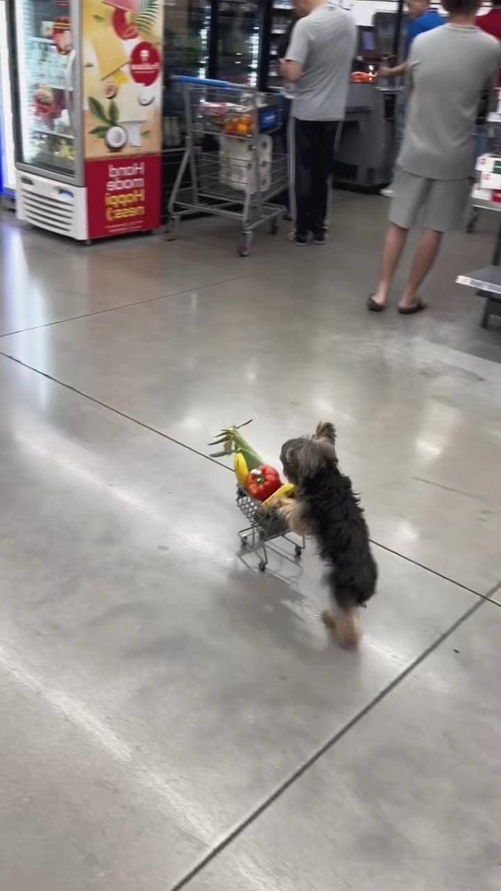 🐶都知道要排队