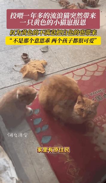 万物皆有灵性！河北，女子投喂一年多的流浪猫，突然一天给她带来了一只黄色的小猫崽以
