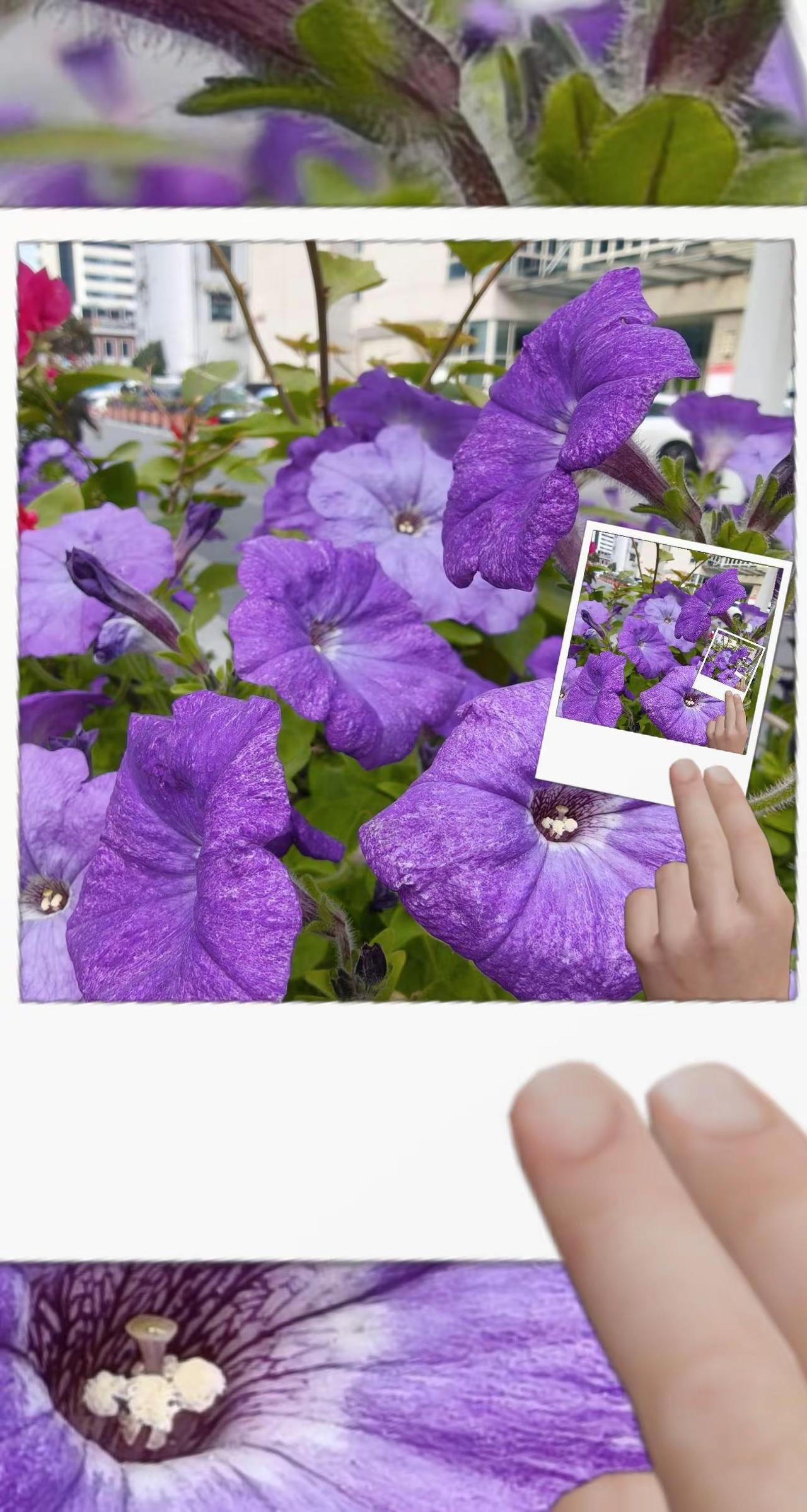 花卉植物生活日常记录