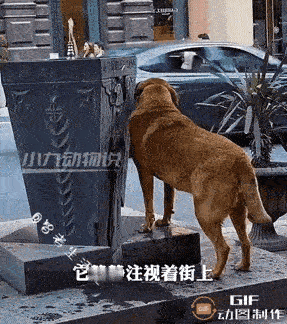 狗子站在街头的公用饮水喷泉旁，一直不愿意离开。它口渴了，想喝水，可喷泉建得太高，