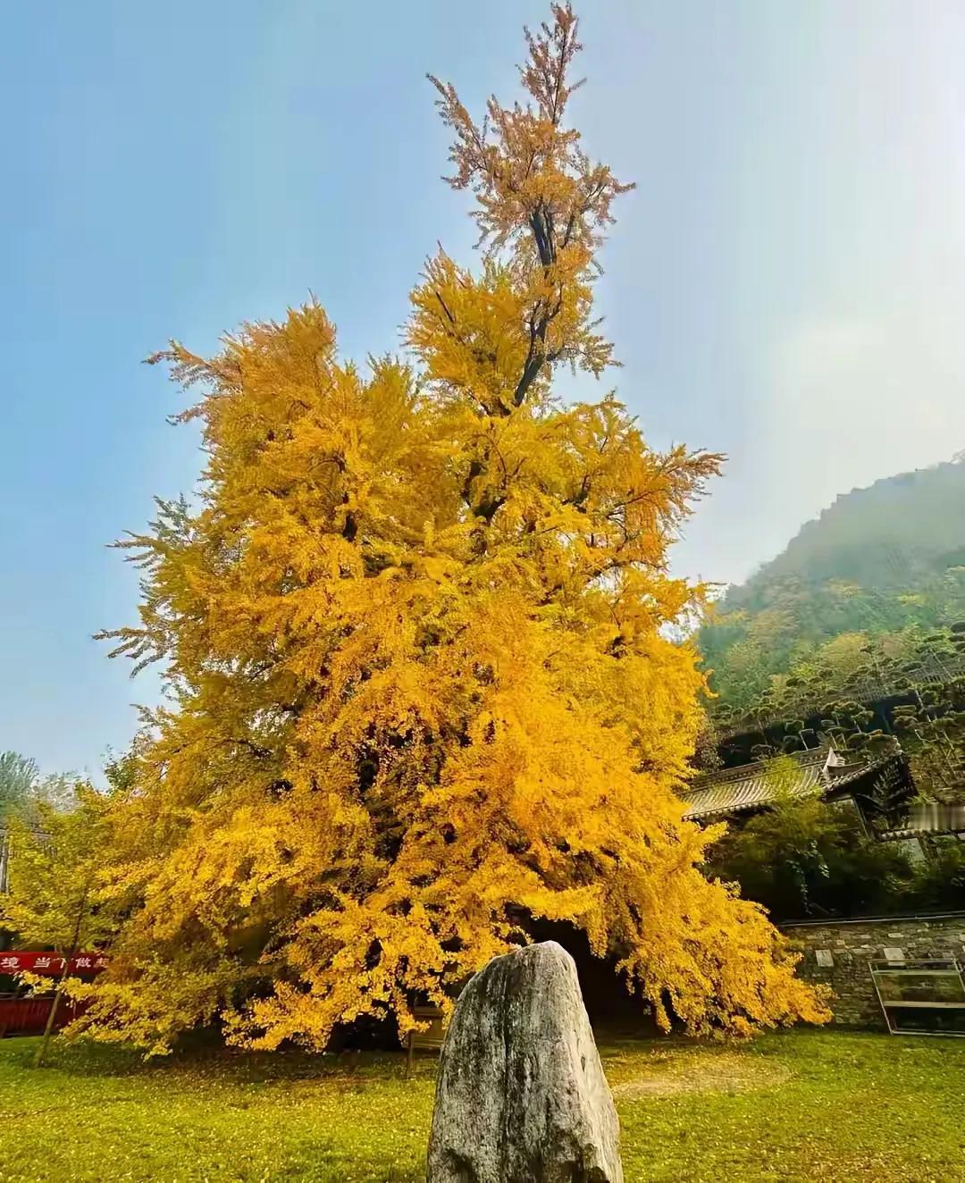 1230万保单背后的杀妻案：新婚丈夫推她下海，3天急着火化，儿子的操作更离谱！