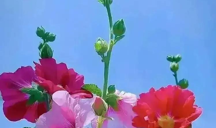 别拿底层经历当笑话，云朵的逆袭咋就成了某些人的“嘲讽素材”？总有人拿云朵的过去