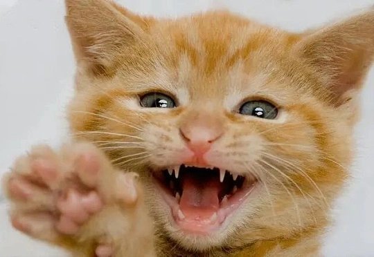 小猫吐了一颗小乳牙发现小猫吐出一颗小小的乳牙，又惊喜又有点慌张，赶紧小心翼翼收起