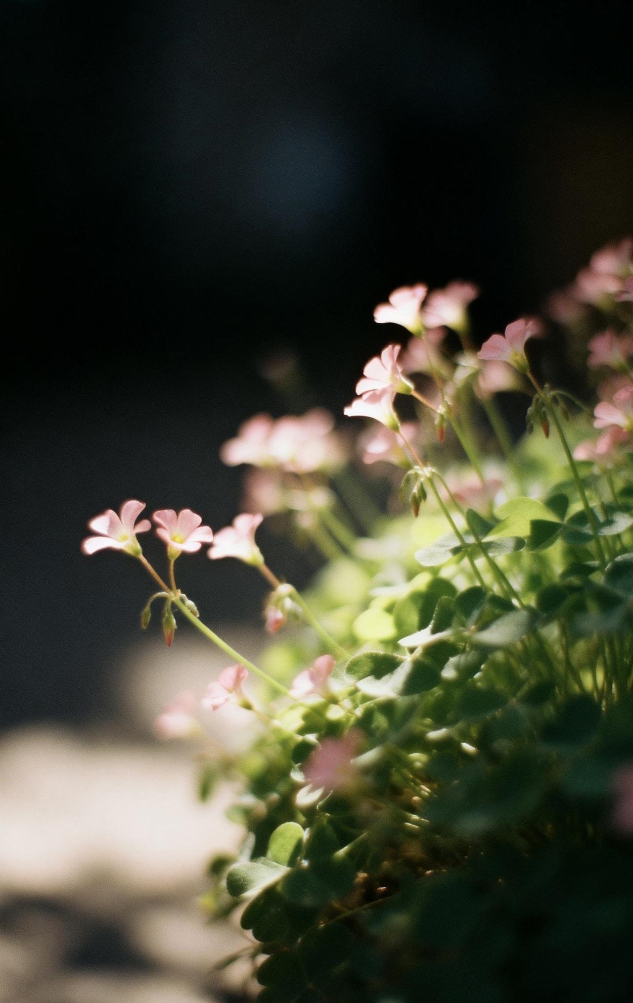 精美壁纸（697）🌈📝画面以大留白极简构图，中远景里一蓬酢浆草舒展飘逸，细