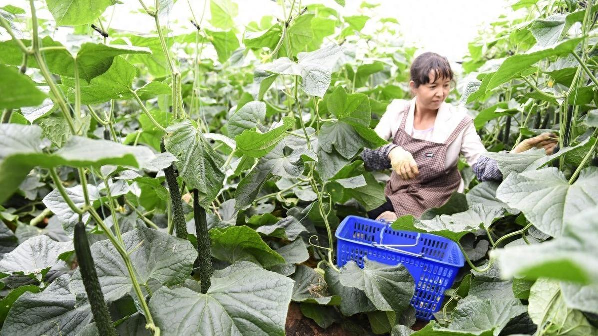 阳台轻松种瓜三宝: 黄瓜丝瓜苦瓜高产技巧, 天天摘鲜瓜