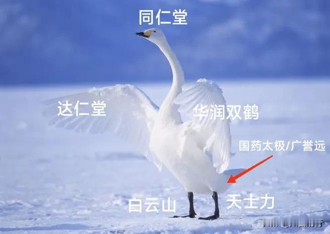 投资大战略：​头部，同仁堂，主打安宫牛黄丸，纯阳之体，志在高远，占比35%！
