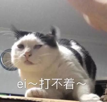 表情包猫咪表情包