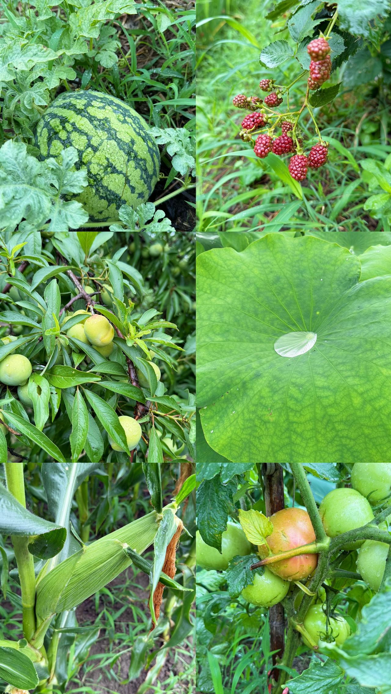 比起城里闷热的盛夏，我更偏爱老家的夏天。房前屋后绿植繁茂，层层绿意隔绝了酷暑，走