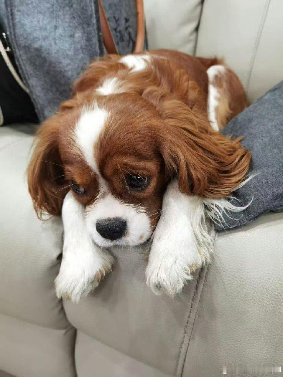 赵今麦这是一条含铁量较大的博这含铁量是甜度含量吧！赵今麦的谐音梗可爱到跺脚，