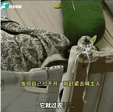 万物皆有灵！山东婴儿翻身时不小心被捂，妈妈熟睡毫无察觉，生死瞬间，家猫叼不动被子
