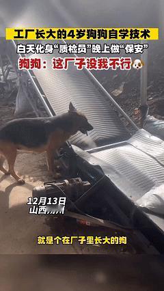 这下科学也解释不清了！近日山西朔州，武女士有一家饲料加工厂，四年前收养了一只狗狗