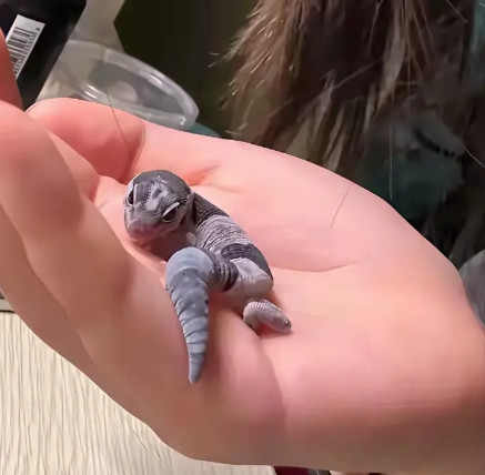 孩子吃完蟋蟀后在我手上睡着了！
