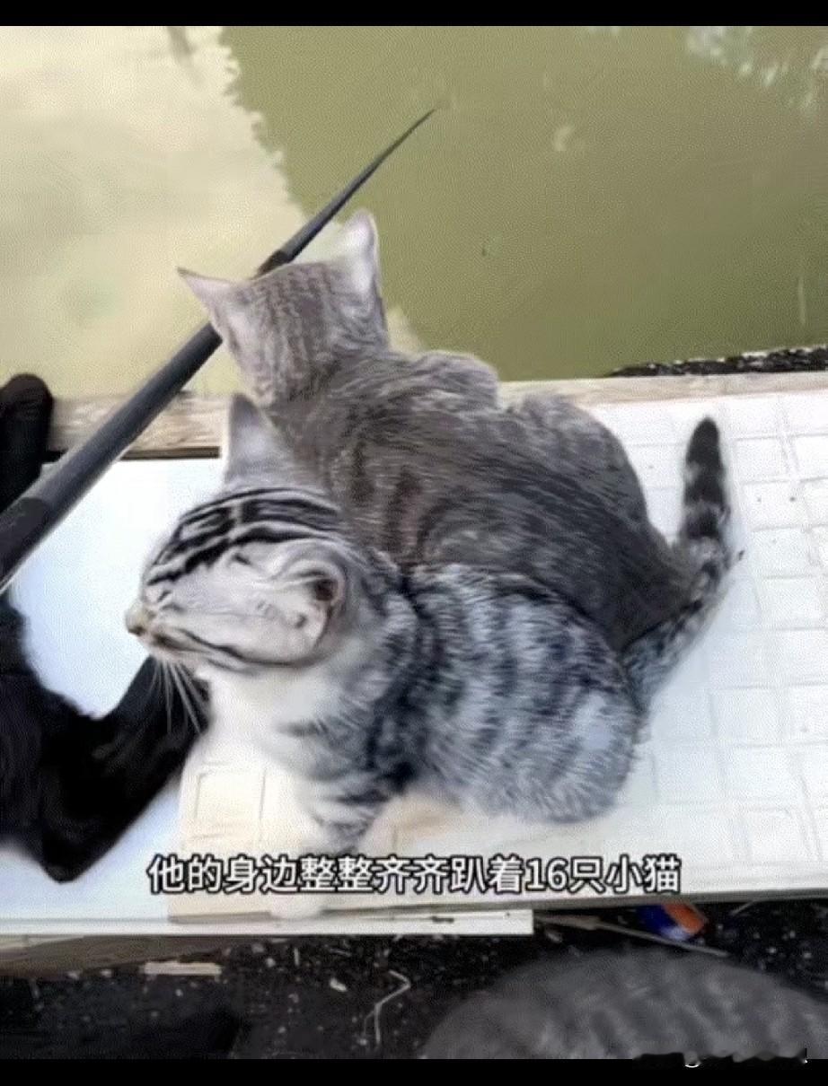 广东一名男子去户外钓鱼，可男子打好窝开始钓鱼时，他的身边竟来了整整16只猫咪围观