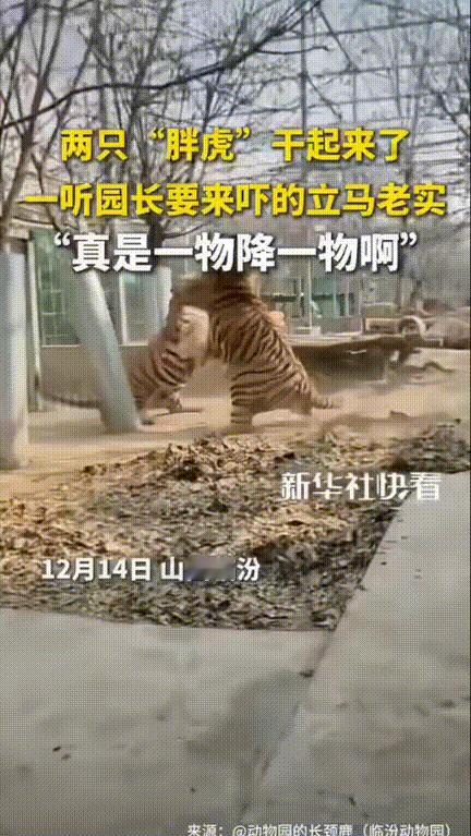 笑不活了！山西临汾，动物园俩老虎打了起来，游玩的观众一瞅竟站起身子互揍了，立马去