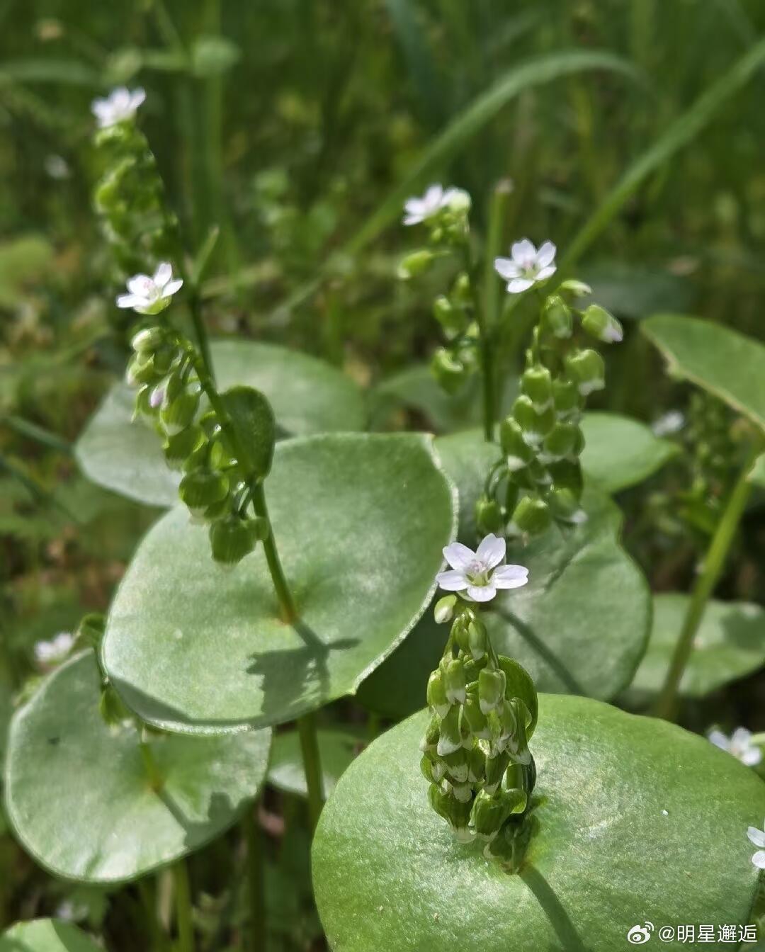 每天认识一种新植物：矿工生菜（Claytoniaperfoliata）•