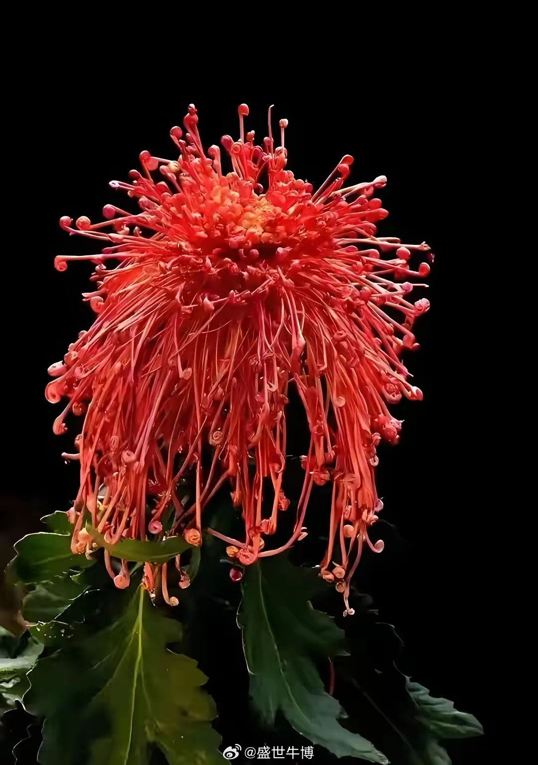 交易本质：等信号、做执行、重复干，简单到离谱！​​别把交易搞成“烧脑悬疑剧”！其