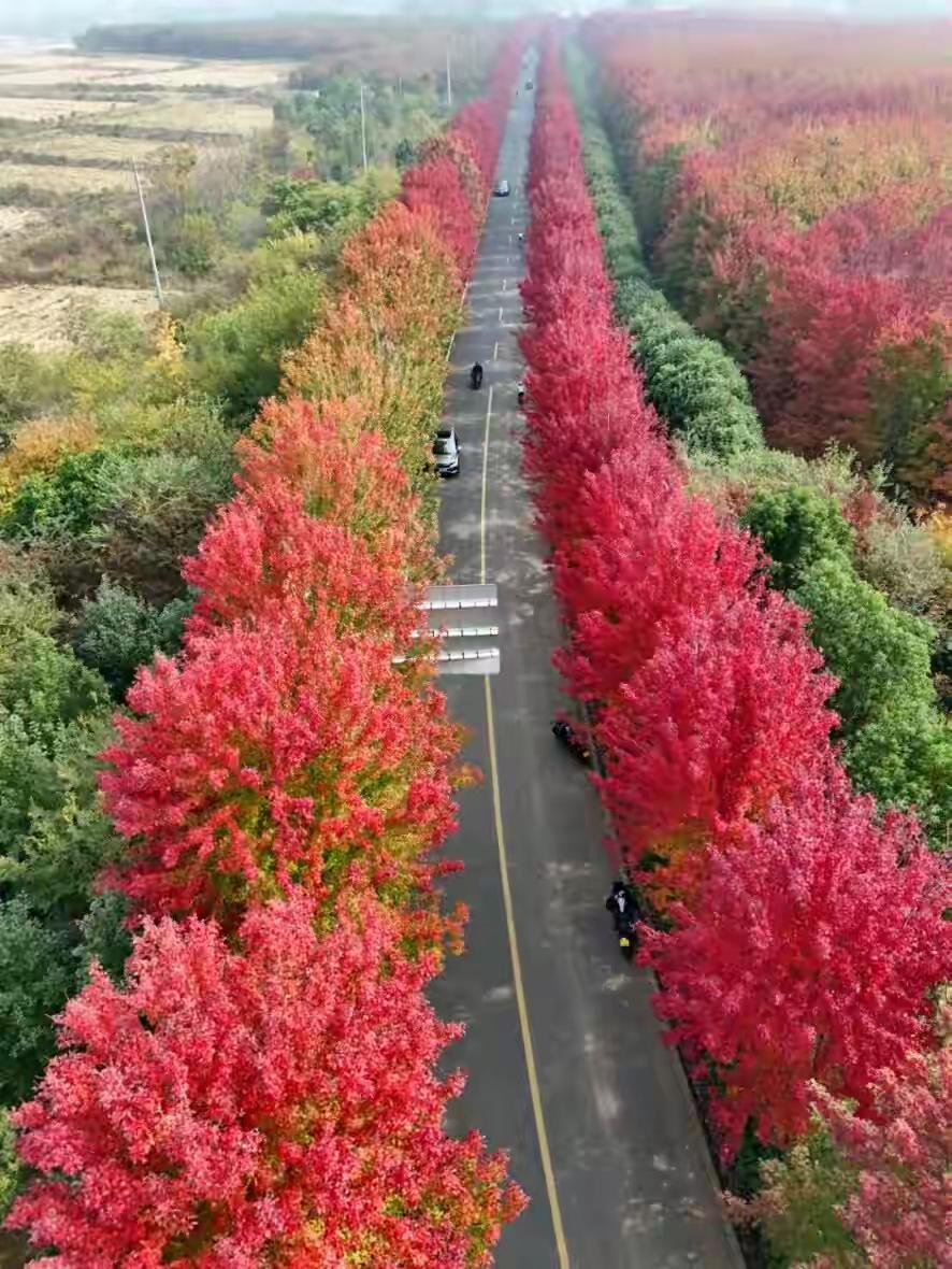 南京六合竹镇大泉湖旁的五公里红枫大道，已经开始掉叶子了，这绝美的景色，只能坚持到