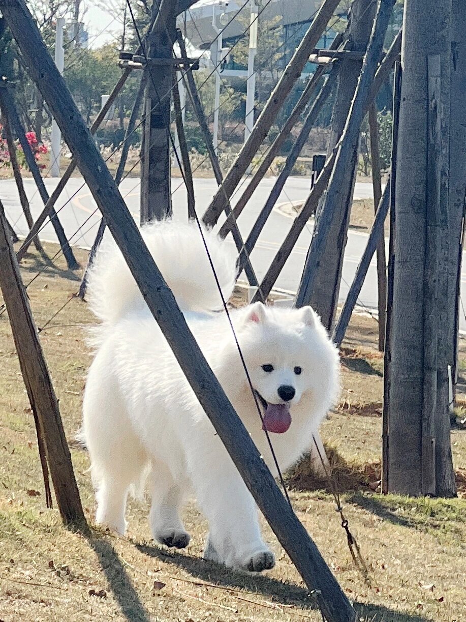 早起晨练的萨摩耶