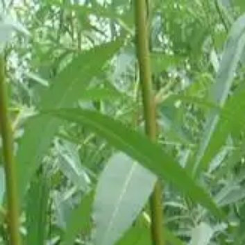 种植🍃美国竹柳的种植方法一、美国竹柳的种植时间及地点：美国竹柳的种植时间最好