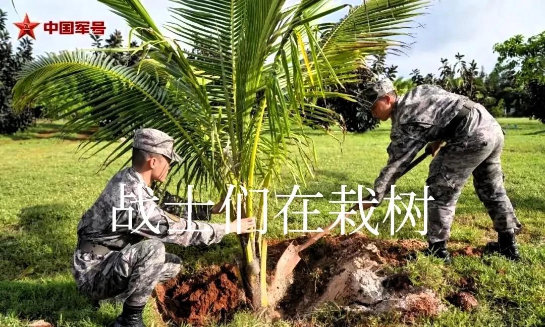 大家看，这是中国军号发布的，在我国永暑礁上，已经有森林了！如果不拉远看，谁知道