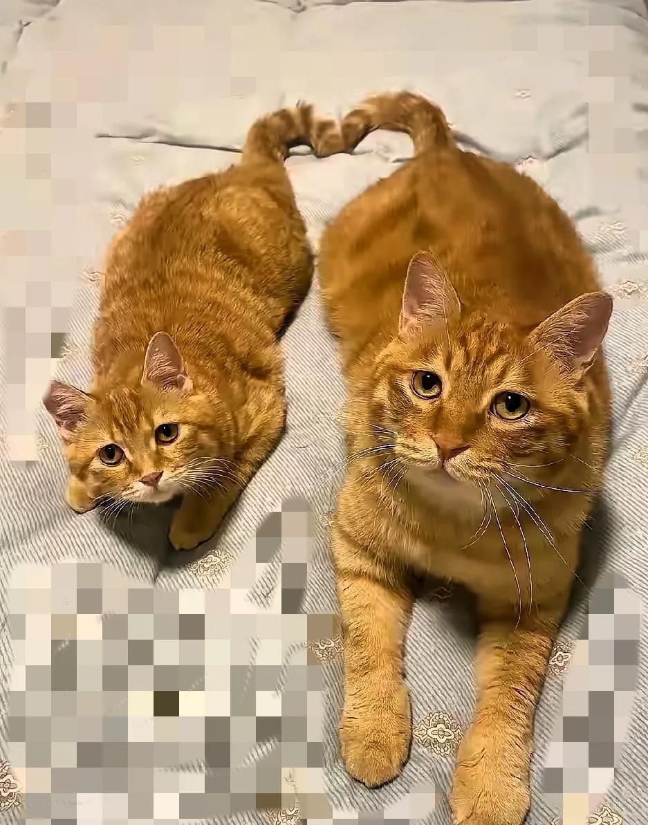 你敢信吗？两只橘猫的故事，竟藏着比人类更戳心的亲情哲学。猫妈妈走
