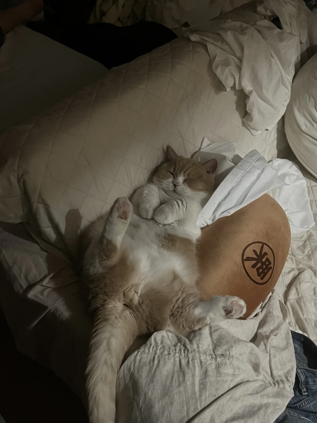 半夜起床发现它居然这么睡觉💤