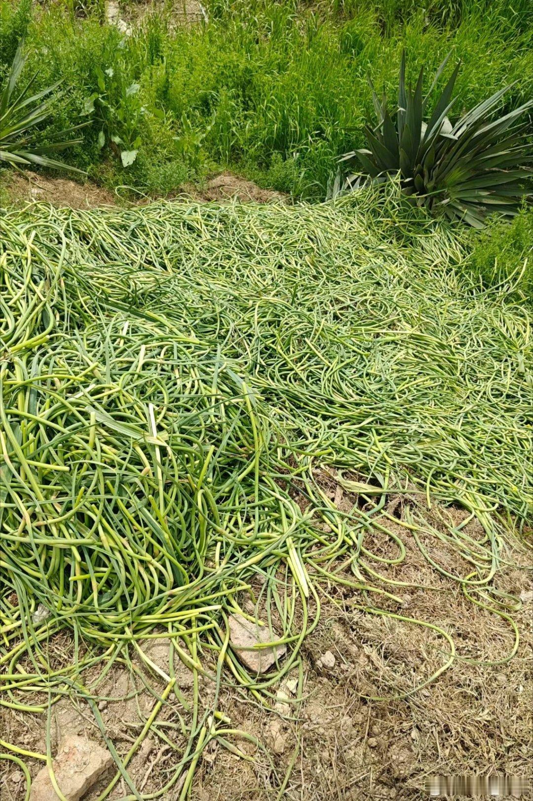河南蒜苔再说原地址给你补五十斤蒜薹是大丰收，可是价格不理想，现在直接都开送模式