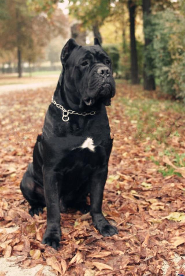 美国人特别爱养狗，特别是欧洲那种的！听话，温顺，时不时还帮养狗人壮壮胆子吠几声。