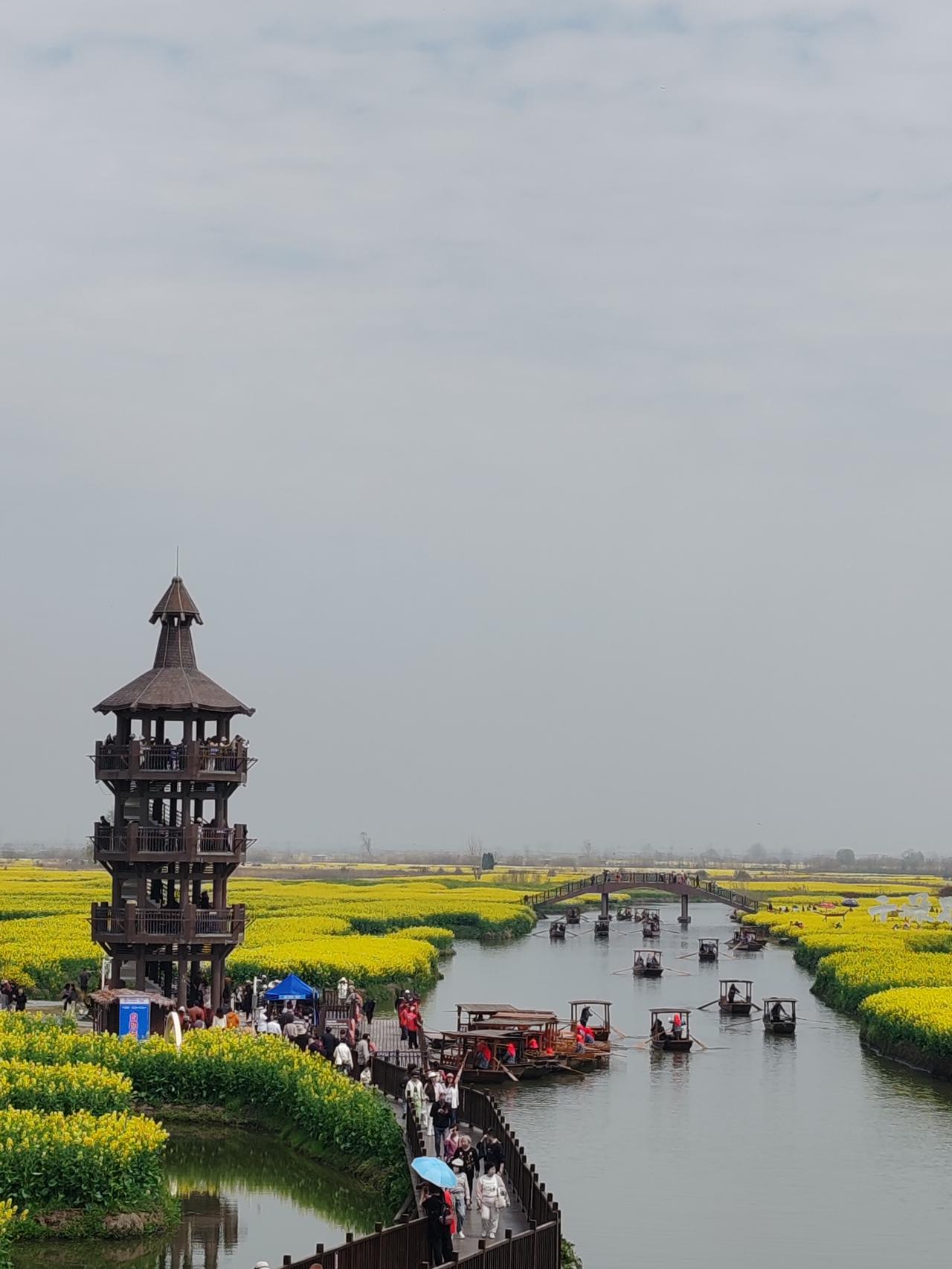 又是兴化千垛油菜花盛开的时节，在广袤水面之上，上千个湖中小垛被金黄璀璨的油菜花装