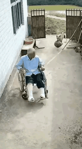 这狗狗实在太损了吧!一位大爷养了两只狗狗,平时还挺听话的,他也非常疼爱它们,可最