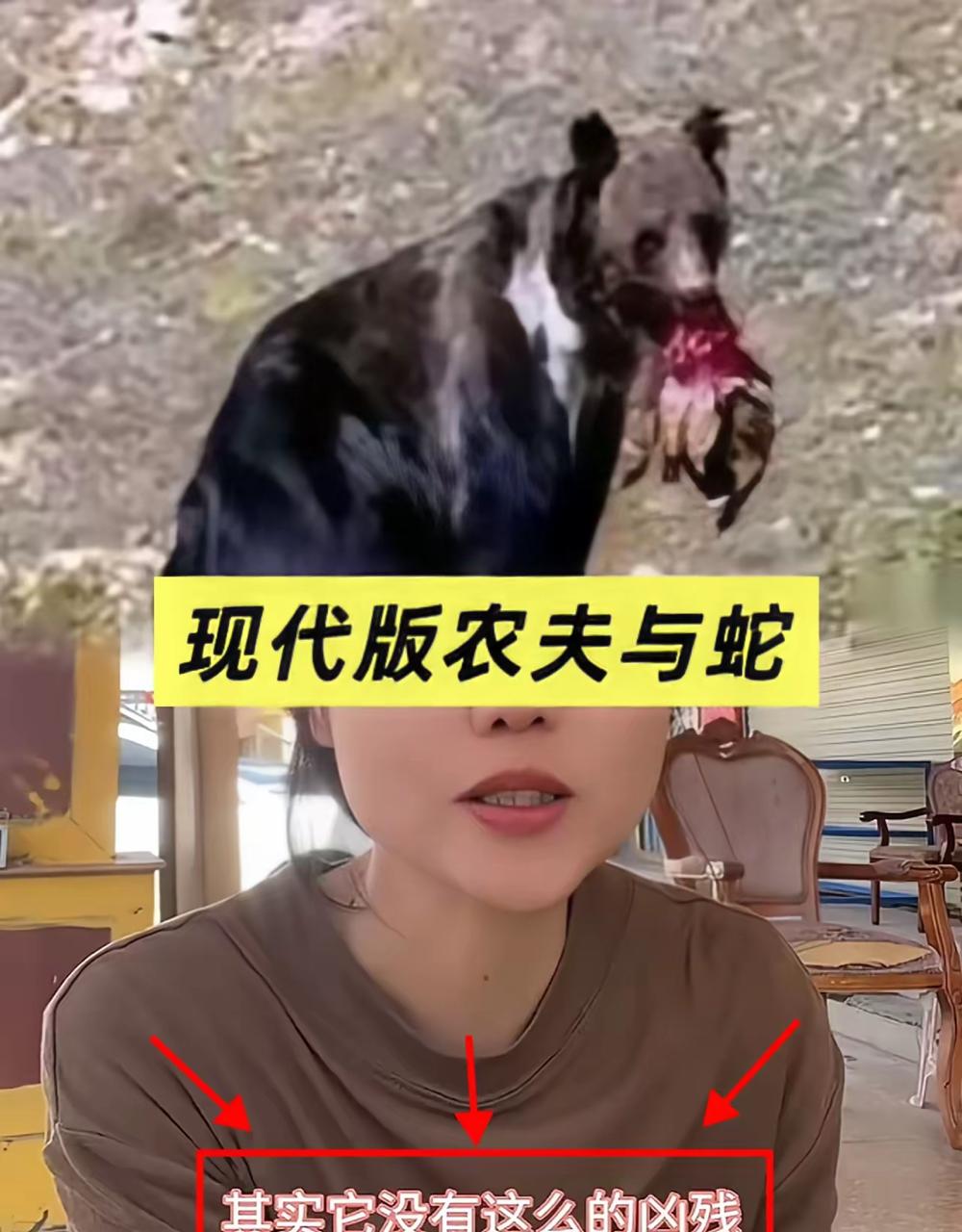 最近有个事儿挺火，一位“小仙女”在野外非要投喂凶残的藏马熊，还带着孩子一起。多亏