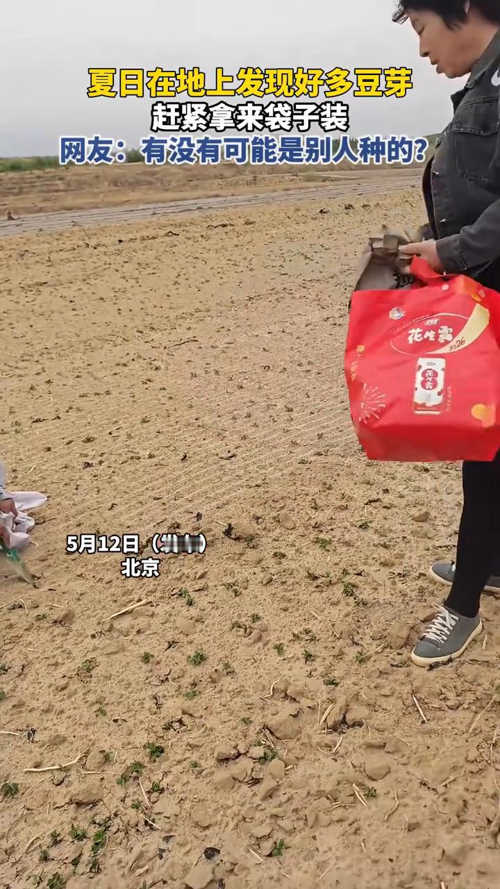 夏日在地上发现好多豆芽，赶紧拿来袋子装。网友：有没有可能是别人种的？5月12日