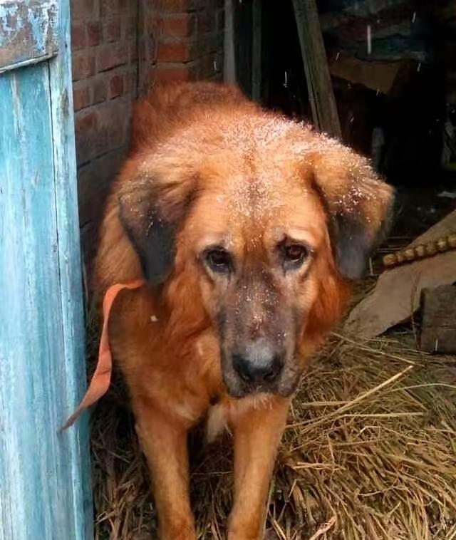 东北一条老狗，二十多岁了，牙都掉光了。主人要搬家，愁得跟它念叨：“带不走你，可咋