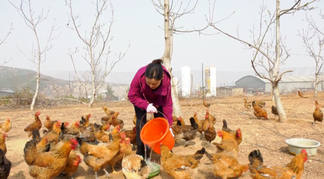 树上果+林下鸡, 涉县循环种养产业兴