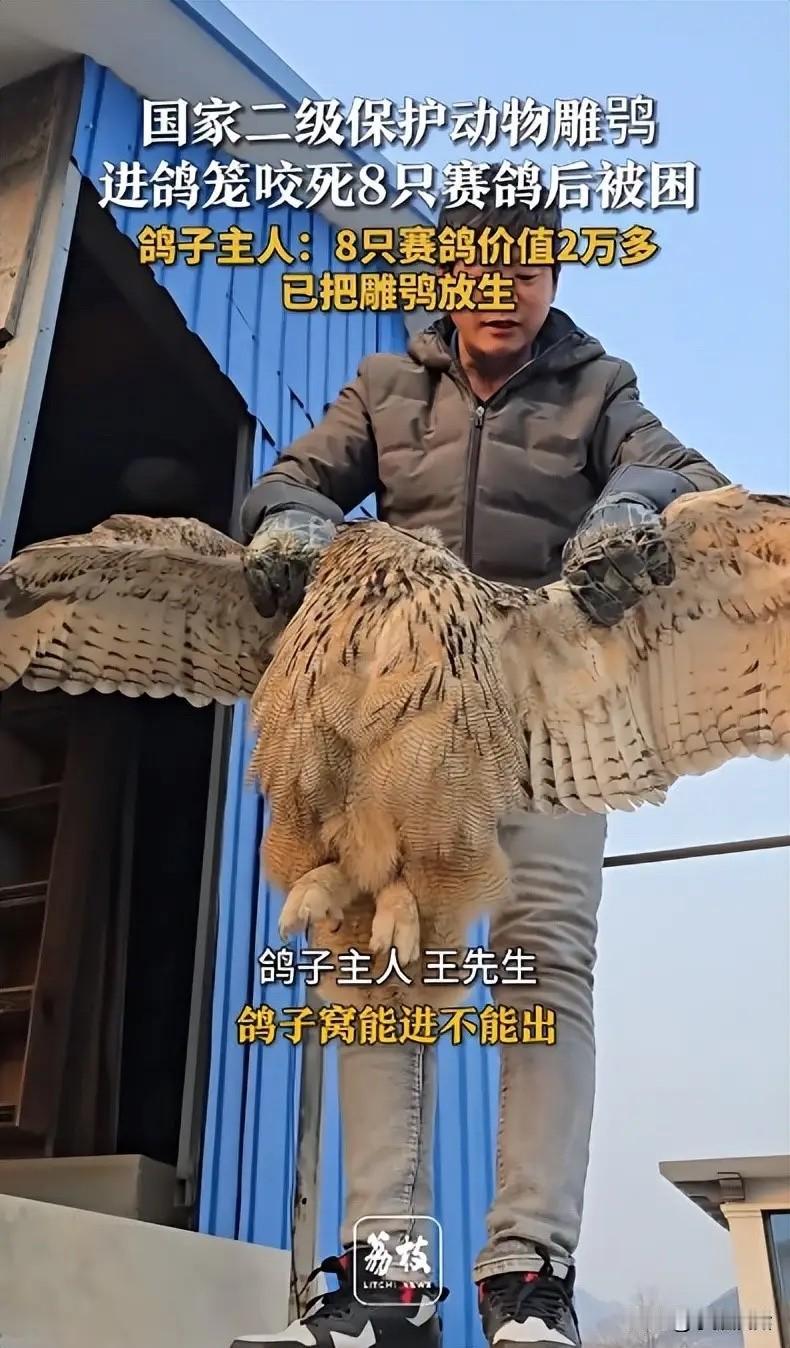 河北保定，一鸽主发现，自己养的8只赛鸽全被咬死了，他损失2万块，再一看，罪魁祸首