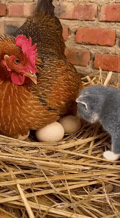 有没有可爱的猫咪图片！