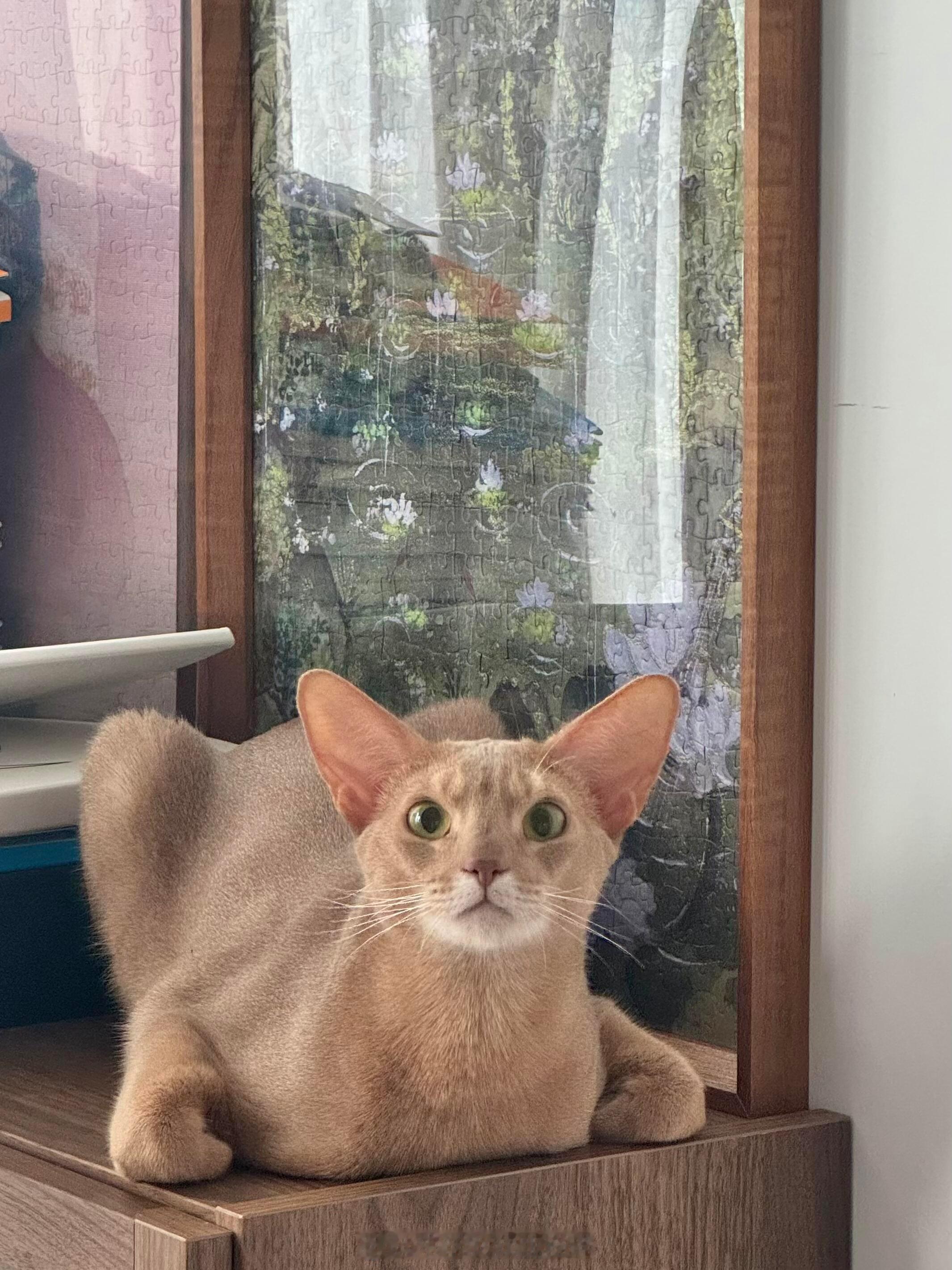 原来不是所有猫都会揣手还以为所有猫咪天生就会揣手不行给孩子报个班吧[捂脸哭]兴趣稀