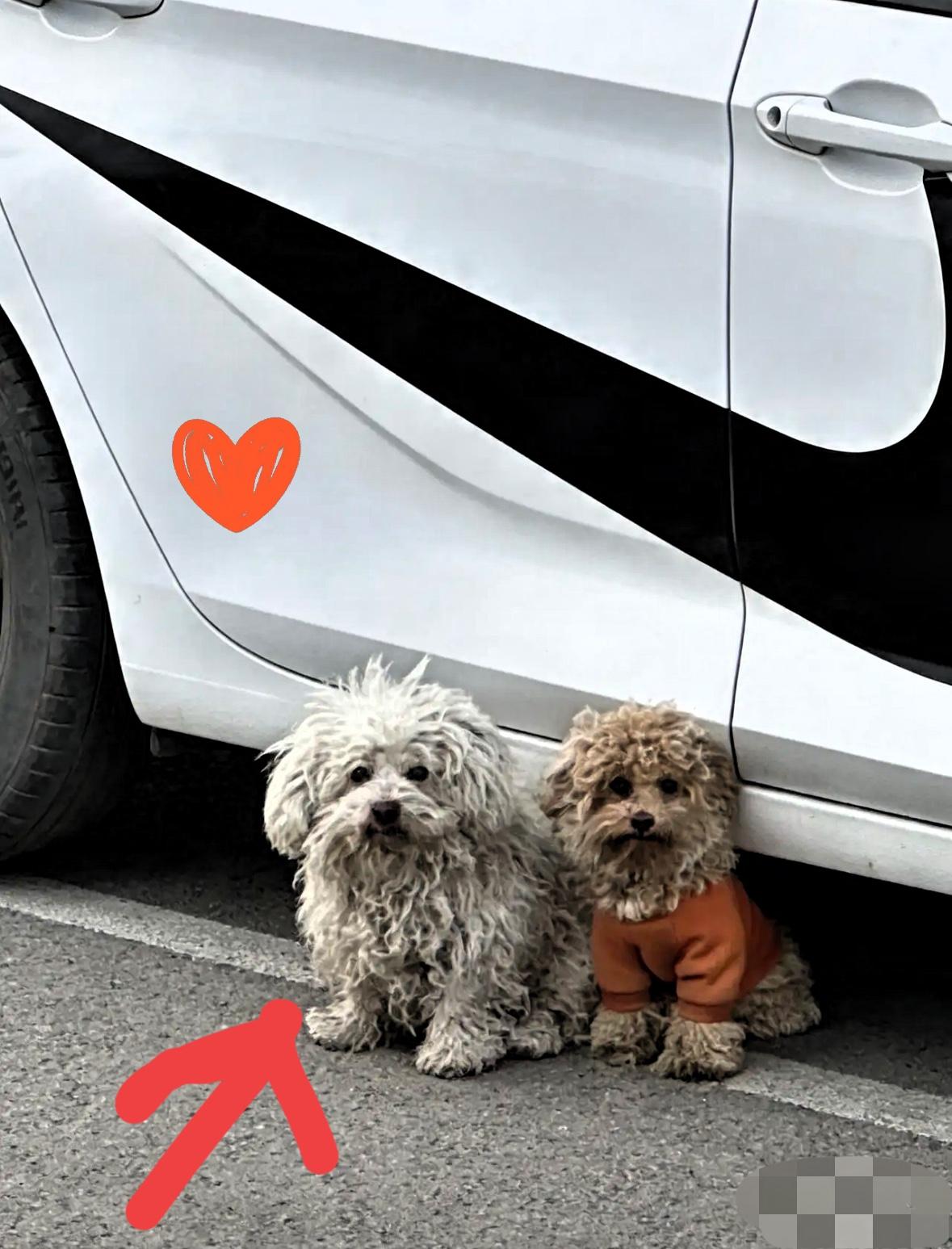 太催泪了！8楼邻居搬新家了，觉得这两个狗狗不值钱就把这狗狗丢弃了。这两只狗狗到处