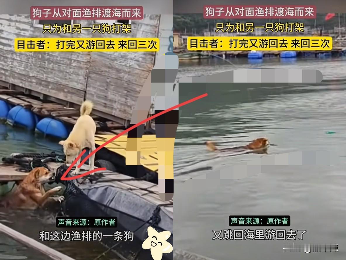 这只大黄要火了！福建宁德，一只大黄，不顾海水涨潮，水流湍急，它游泳渡海，竟然只为