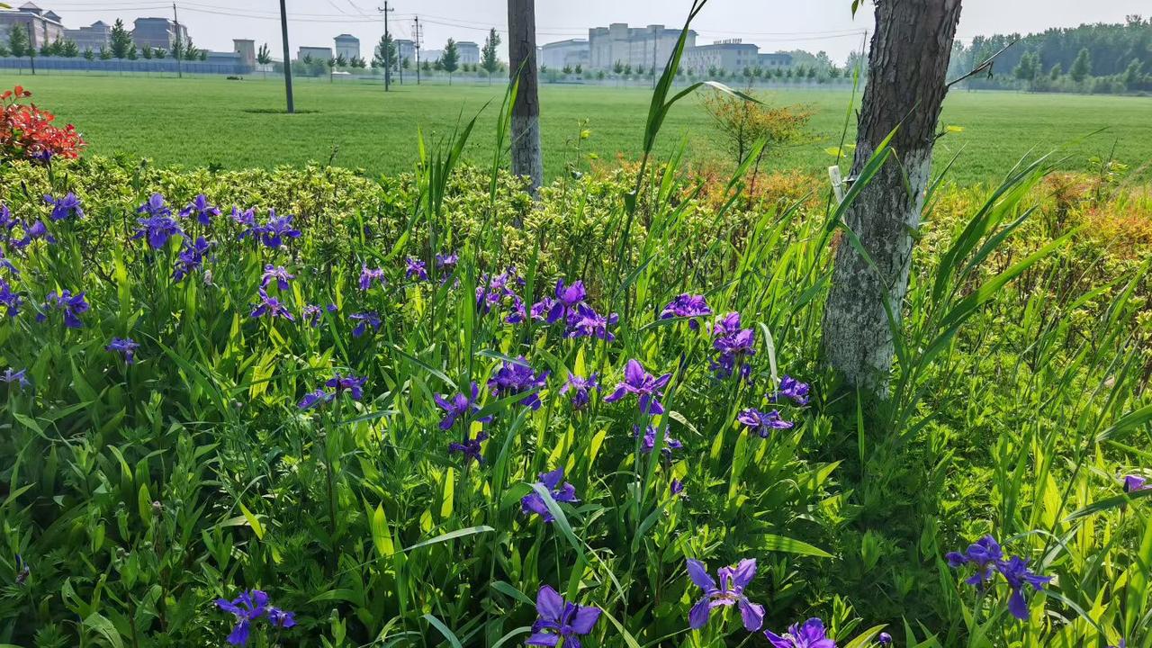 今天去城外逛了一圈，鲜花怒放，麦苗翠绿，虽说是春天，但是已经嗅到白面馒头的香味了