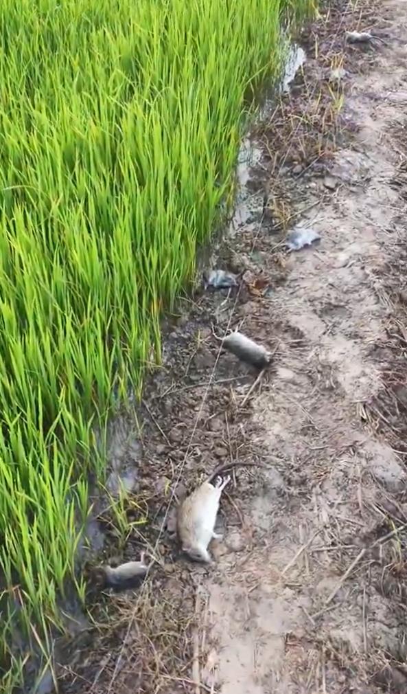 在柬埔寨，一位农民不堪老鼠不断侵扰稻田，竟在稻田周围架设了一条高压电线。他采取的