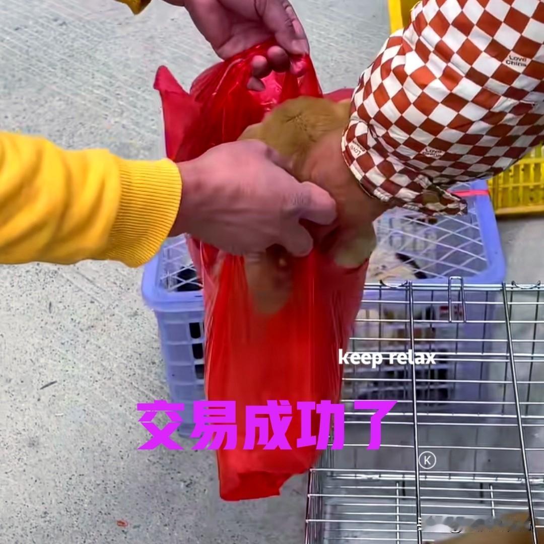 广西的一个小伙，在市场上相中了一只小狗。经过几轮的讨价还价，最终以一百五十块钱的